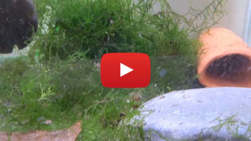 Video wUdx8UBK1Lc abspielen