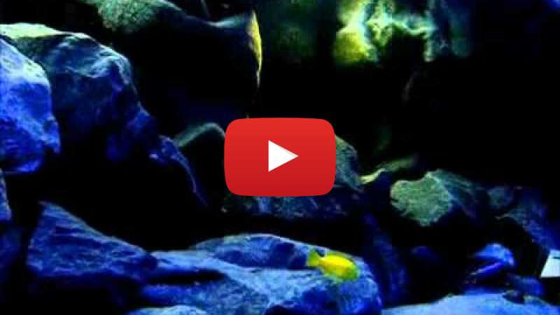 Video wVoWf4X5V9Q abspielen