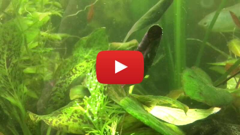 Video wY-ACdLPr3w abspielen