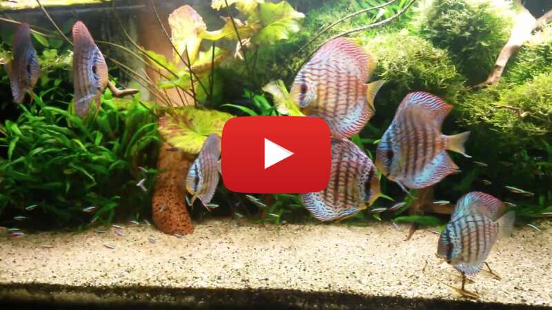 Video wYckyStg0EY abspielen