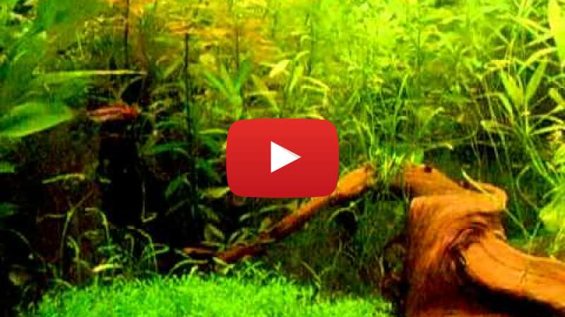 Video wYnhewoI94k abspielen