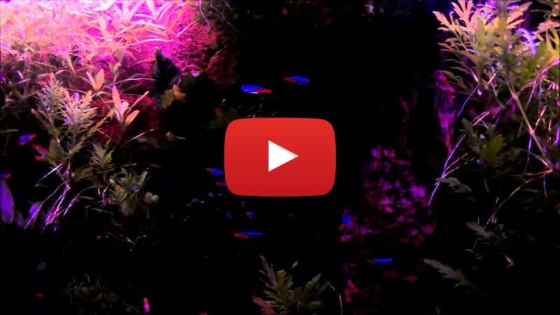 Video wdNSv6IfL_o abspielen