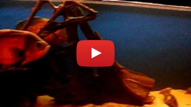 Video wejZblv0N00 abspielen