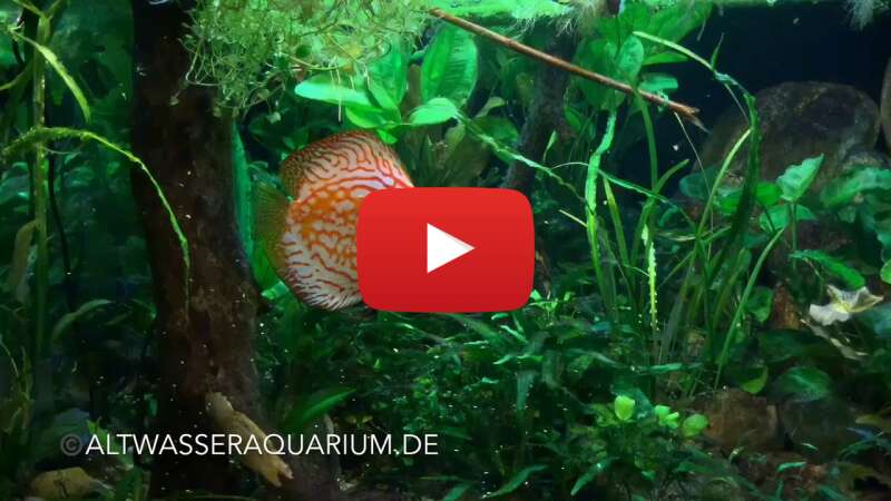 Video wgwC11ZrEHk abspielen