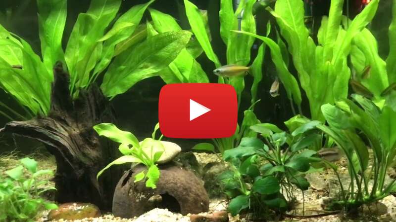 Video whIiM2aInhk abspielen