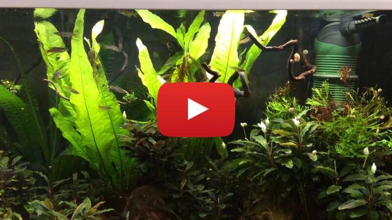 Video whimdKbsWgg abspielen