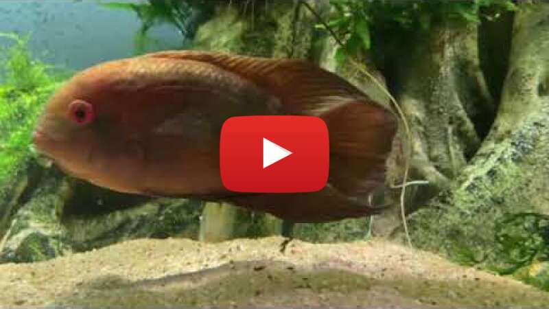 Video wqQCDBm-6vo abspielen