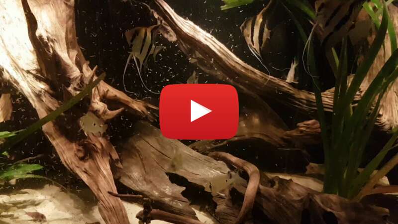 Video wsGAQ-RnkYM abspielen