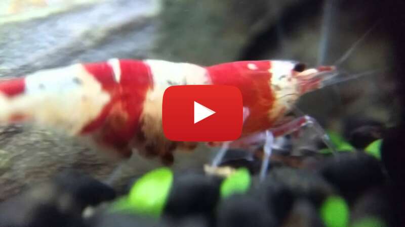 Video wsUvgjUvUCY abspielen