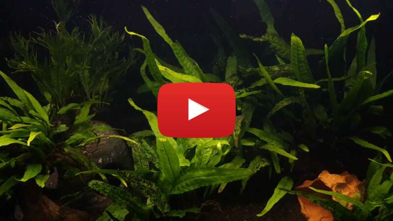 Video wtXb18aAebg abspielen