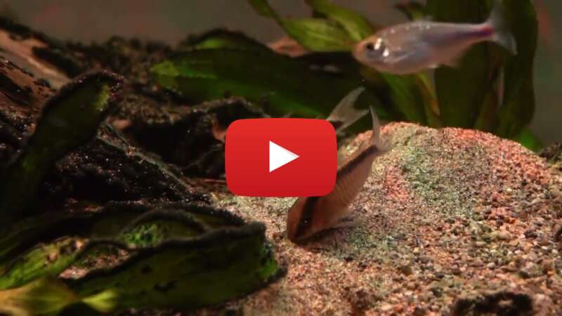 Video wuyKm7OCXWE abspielen