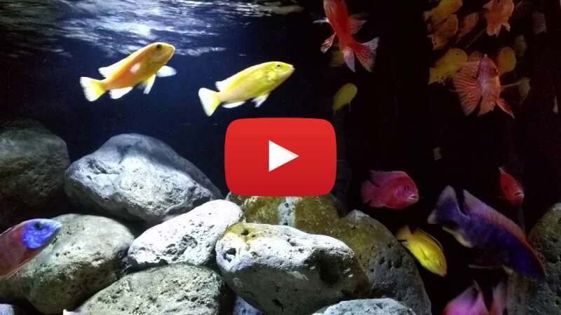 Video wwTqa_0-Qyc abspielen