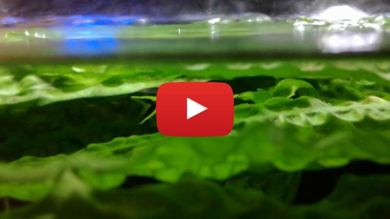 Video wxJFwGphHbA abspielen