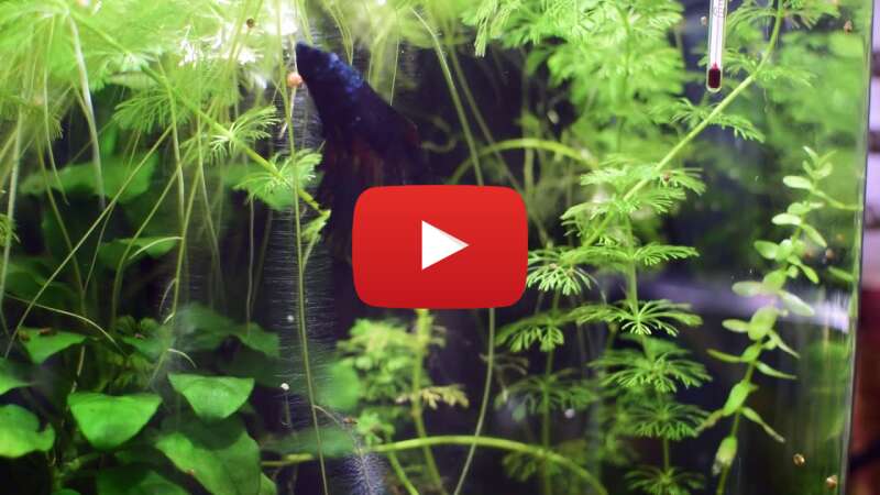 Video x-WfNCgQC3c abspielen