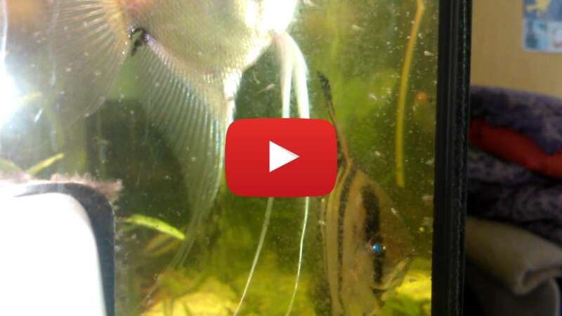 Video x0Ai3kIPToE abspielen