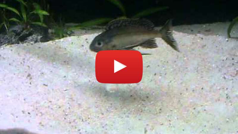 Video xAQ5RaQjDQM abspielen