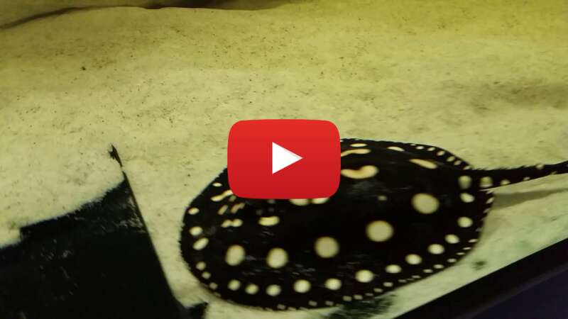 Video xFfBevZAjVM abspielen