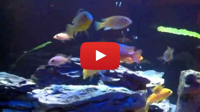 Video xG83d6Isgcc abspielen