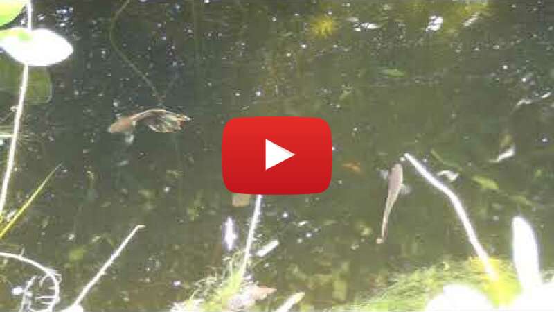 Video xH1RxT4XnRQ abspielen