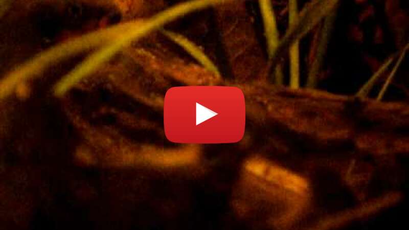 Video xNeP5CoEh5o abspielen