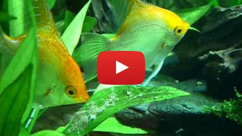 Video xPUmuOPIri4 abspielen