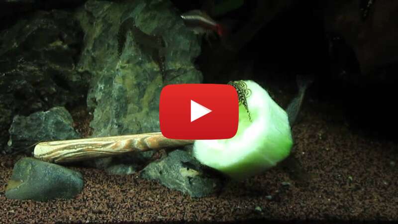 Video xTjESkHY8m8 abspielen