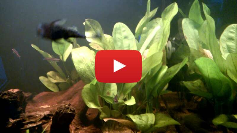 Video xWaROxL6PBc abspielen