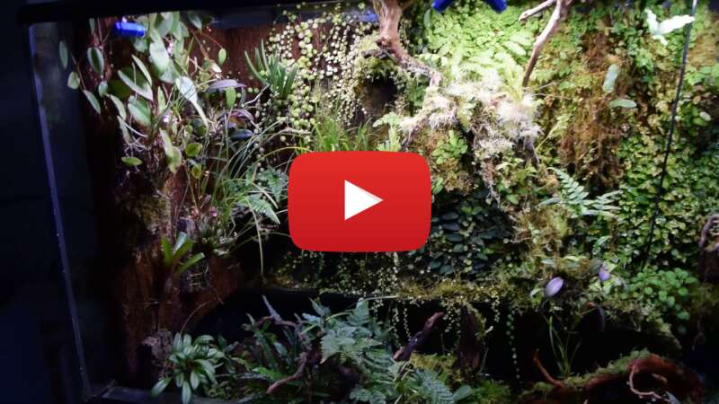 Video xWcgQh6s4_k abspielen