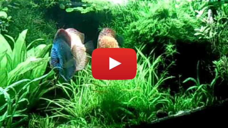 Video xY7jxNk1F4o abspielen