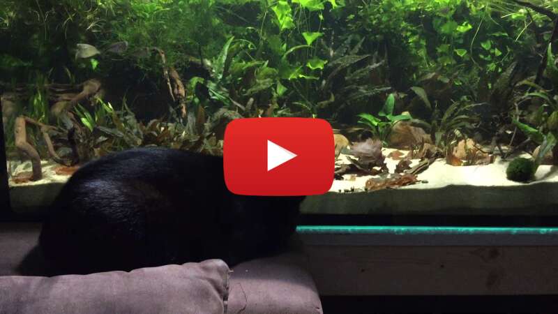 Video x_f3jIXQA-o abspielen