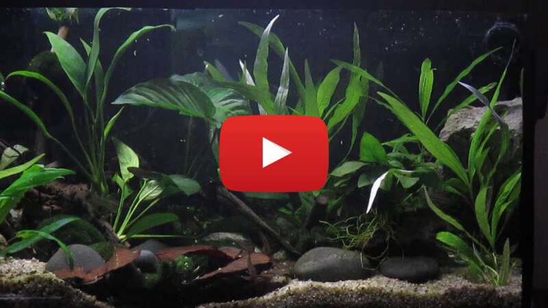 Video xdJI9cUFm54 abspielen