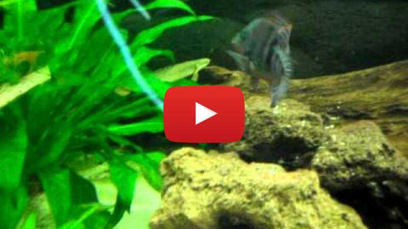 Video xegPQfazePo abspielen