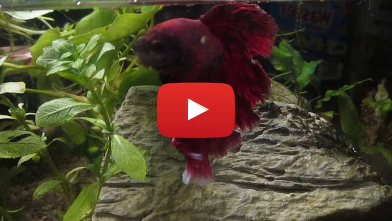 Video xg2efCUAGac abspielen