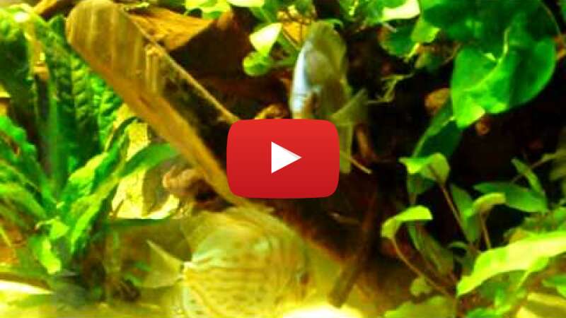 Video xgs3XdaF4kA abspielen