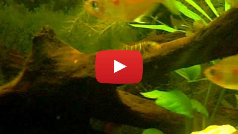 Video xjldWILyMvE abspielen