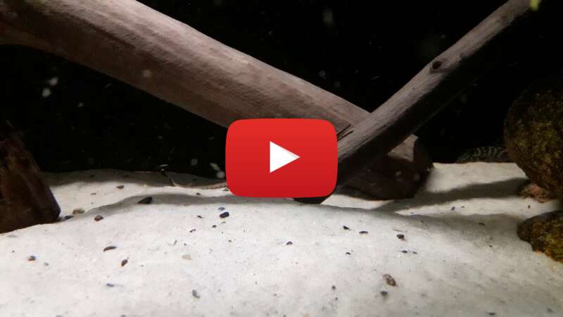 Video xkHcliDEDwk abspielen