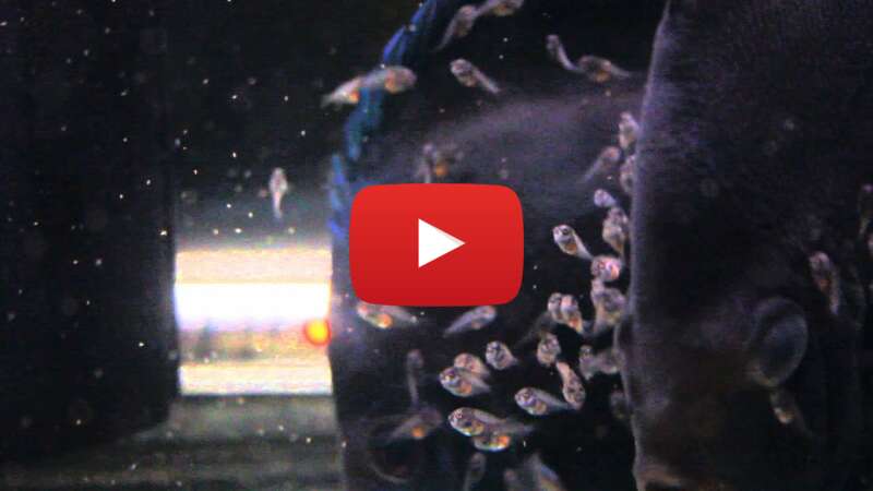 Video xlT19451obQ abspielen