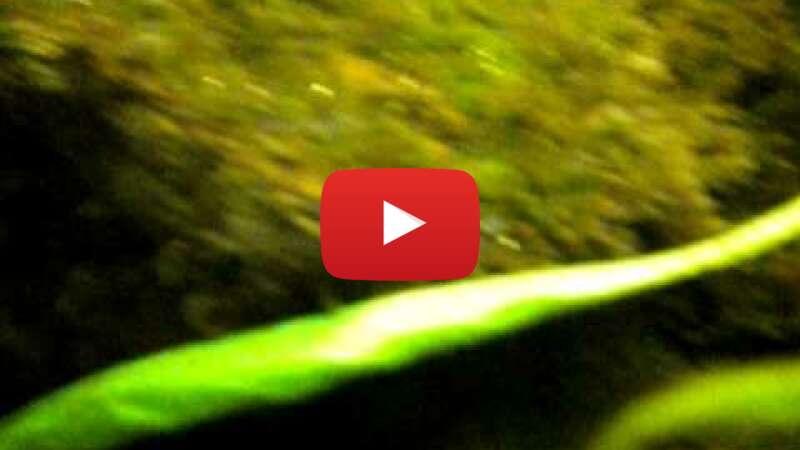 Video xocPEegHVXc abspielen