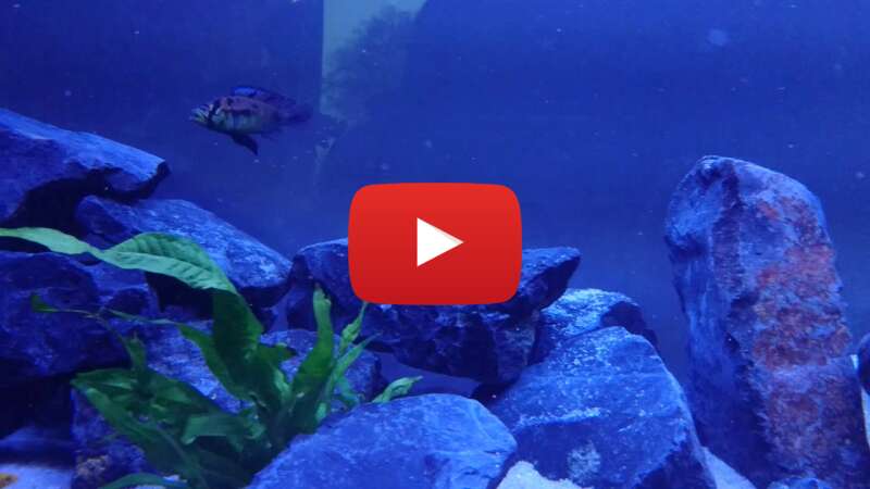 Video xsQrMOZkT8w abspielen