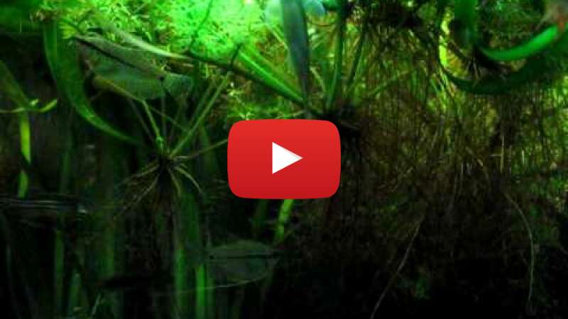 Video xxAYIUIpTFE abspielen