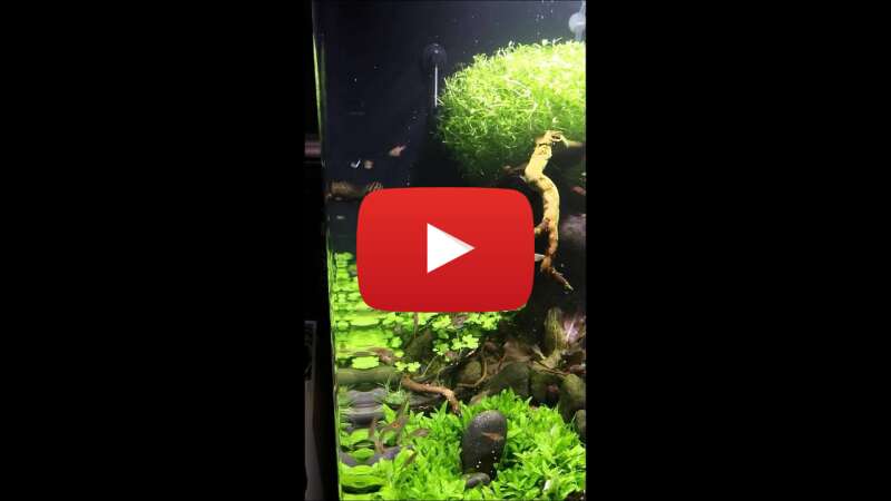 Video xxijz1XVFD0 abspielen