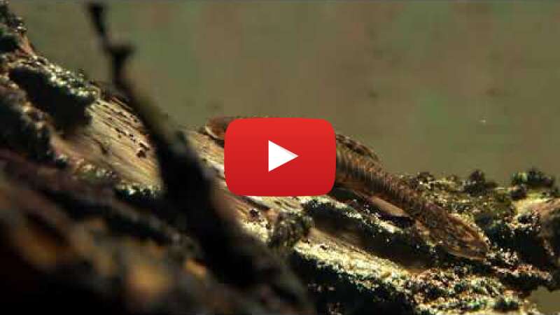 Video xxzI7ch1G_8 abspielen