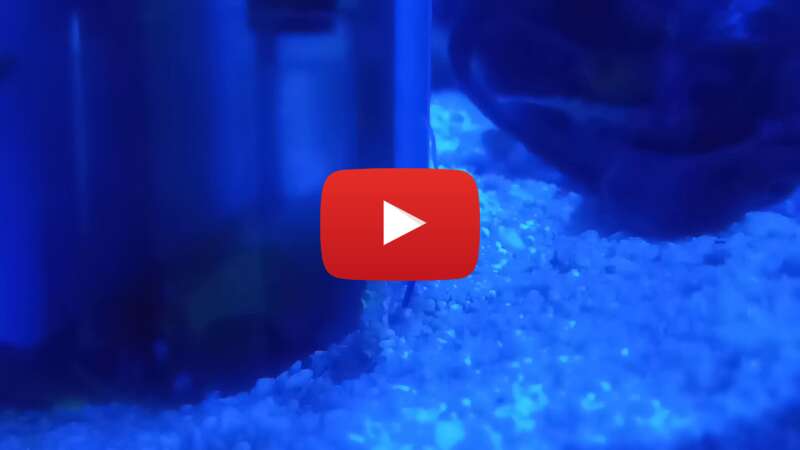 Video y55LoNZYeUM abspielen