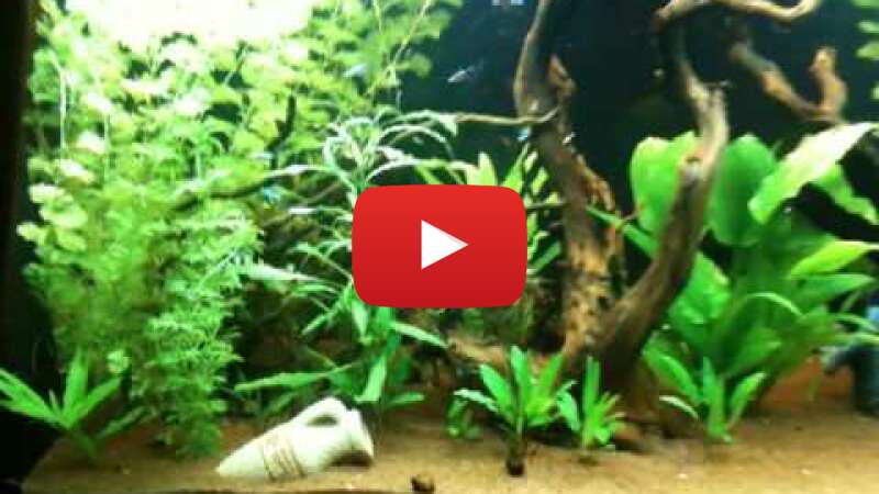 Video y7l7MJ7fqW0 abspielen