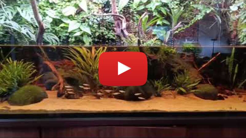 Video yDOrz2LN8h4 abspielen