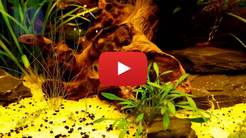 Video yFgDuuH6FxU abspielen