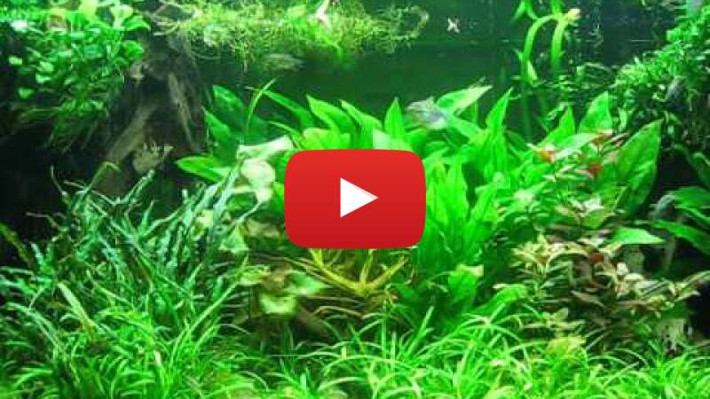 Video yKP6ri-vt_g abspielen