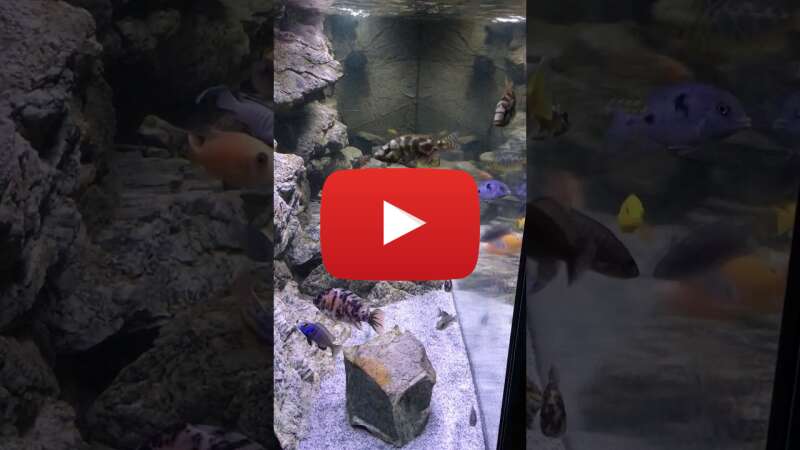 Video yLo8WQa5Xzc abspielen