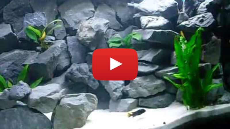 Video yS0NriDEgx0 abspielen