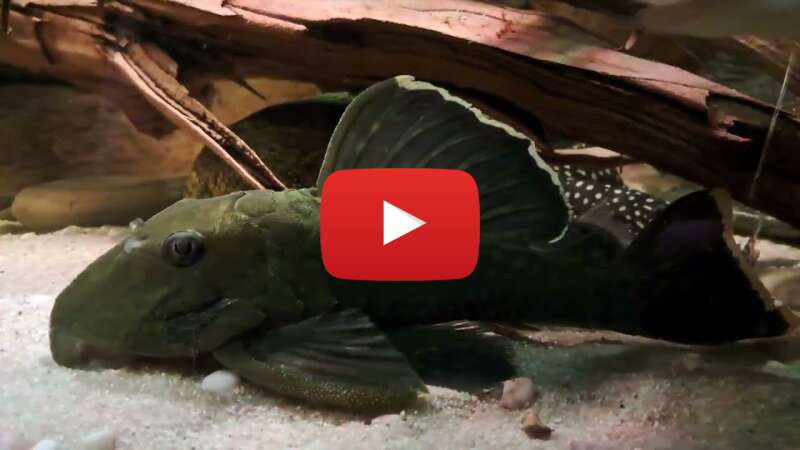 Video yS13wUz2VEU abspielen